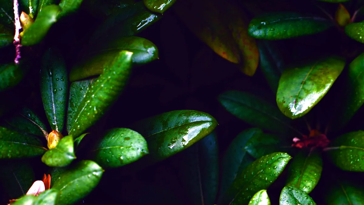 A stylised green leaf icon centred on a dark desktop background.